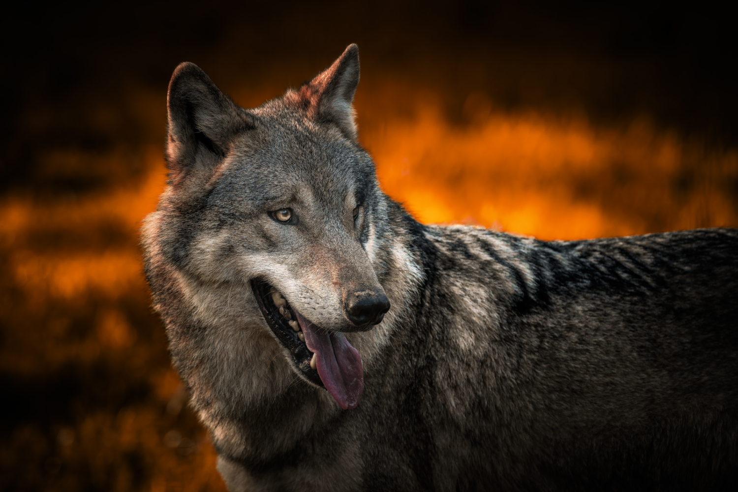 Wolf im Halbprofil vor stimmungsvollem Abendhimmel, 1. Bild einer Serie