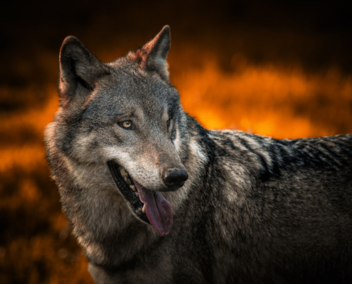 Wolf im Halbprofil vor stimmungsvollem Abendhimmel, 1. Bild einer Serie