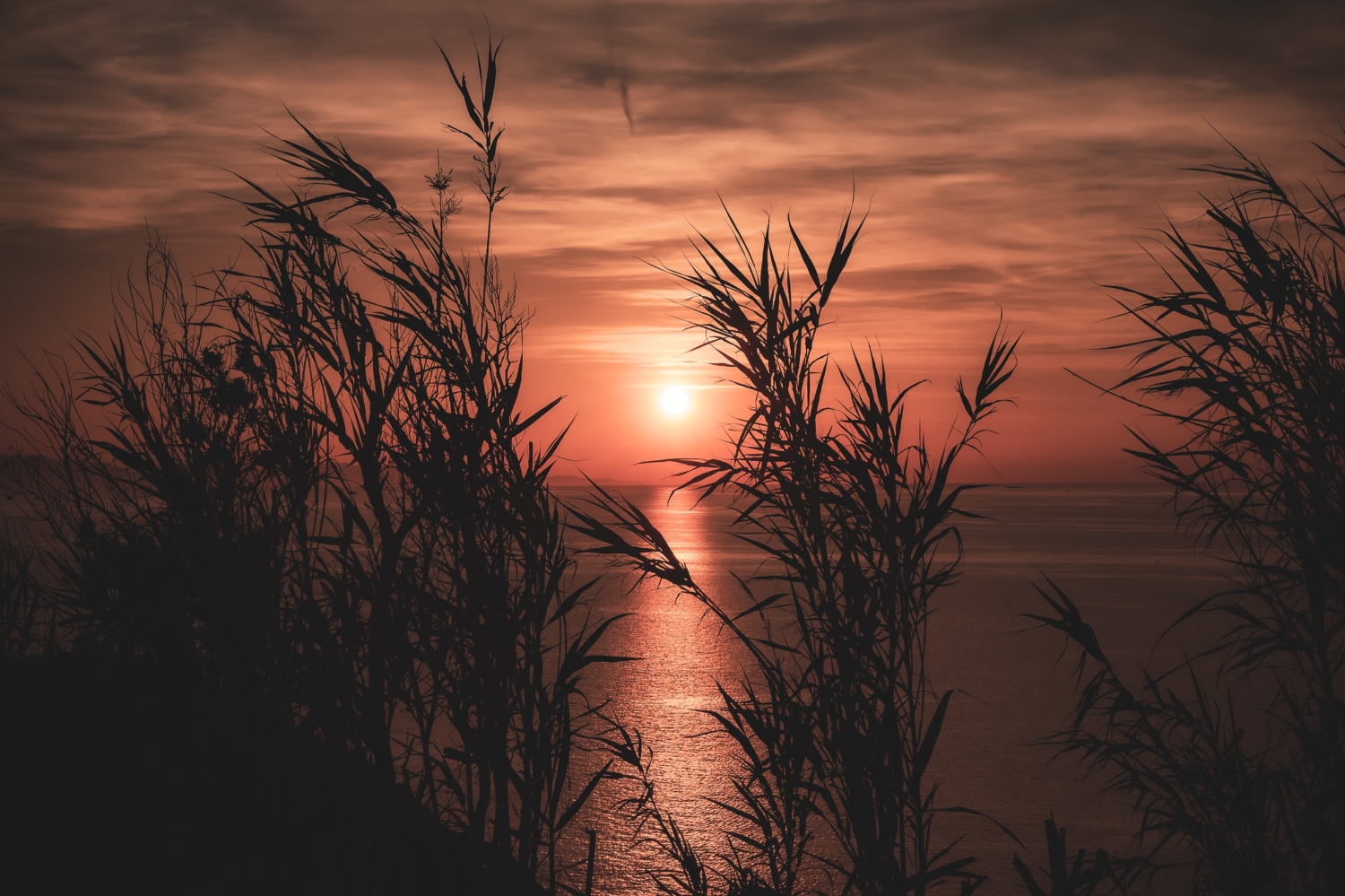 Intensiver, blutroter Sonnenuntergang am Mittelmeer, Blick durch Gesträuch