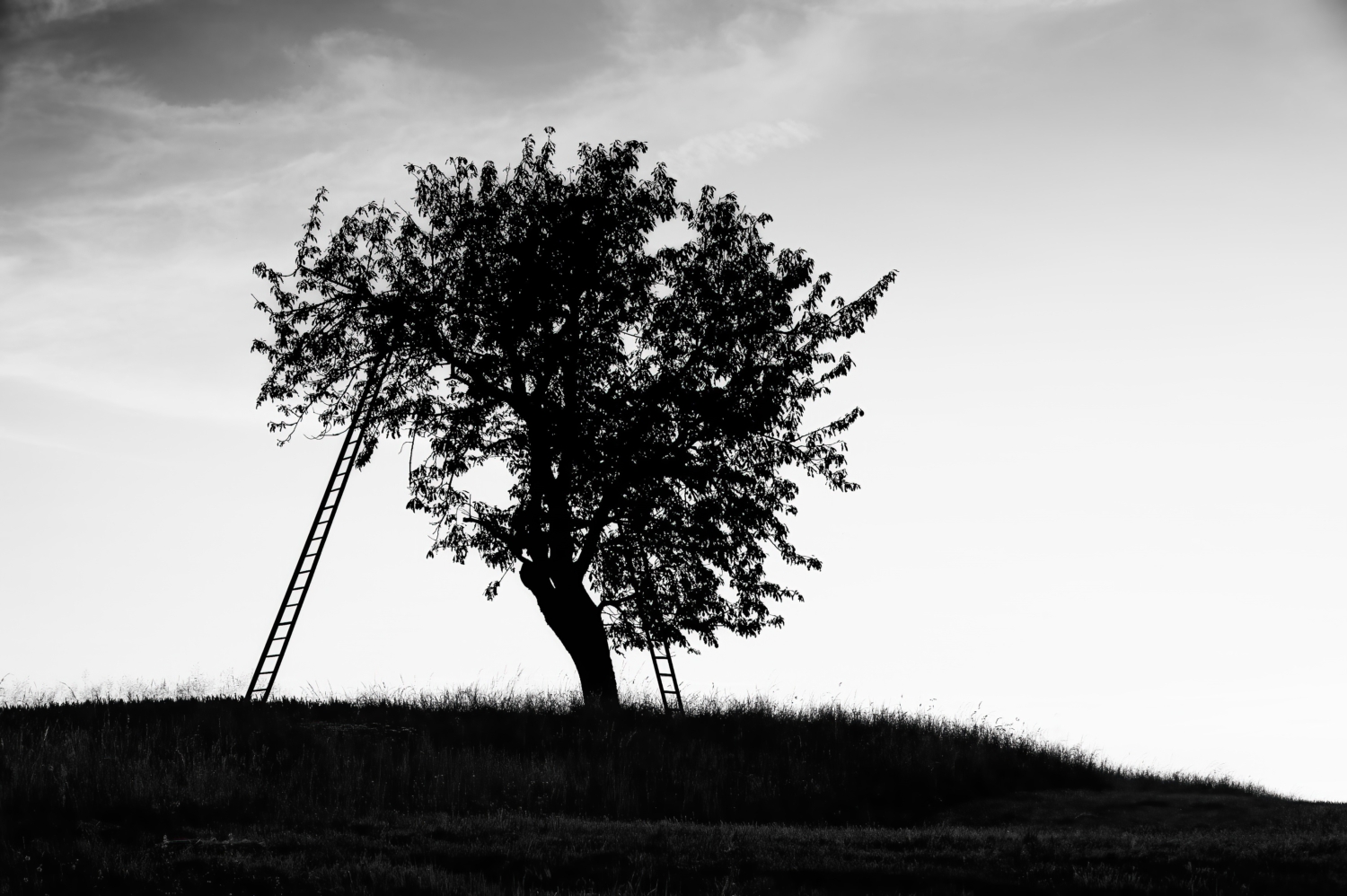 Stimmungsvolles Schwarzweissbild, Erntezeit mit alleinstehendem Baum und zwei angelegten Leitern