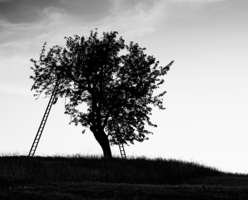 Stimmungsvolles Schwarzweissbild, Erntezeit mit alleinstehendem Baum und zwei angelegten Leitern