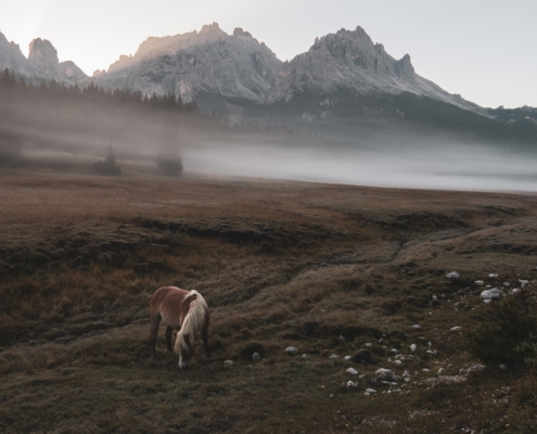 Stimmungsvoller Morgennebel in den Dolomiten, ein grasendes Pferd, Berggipfel und Weideland