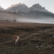 Stimmungsvoller Morgennebel in den Dolomiten, ein grasendes Pferd, Berggipfel und Weideland