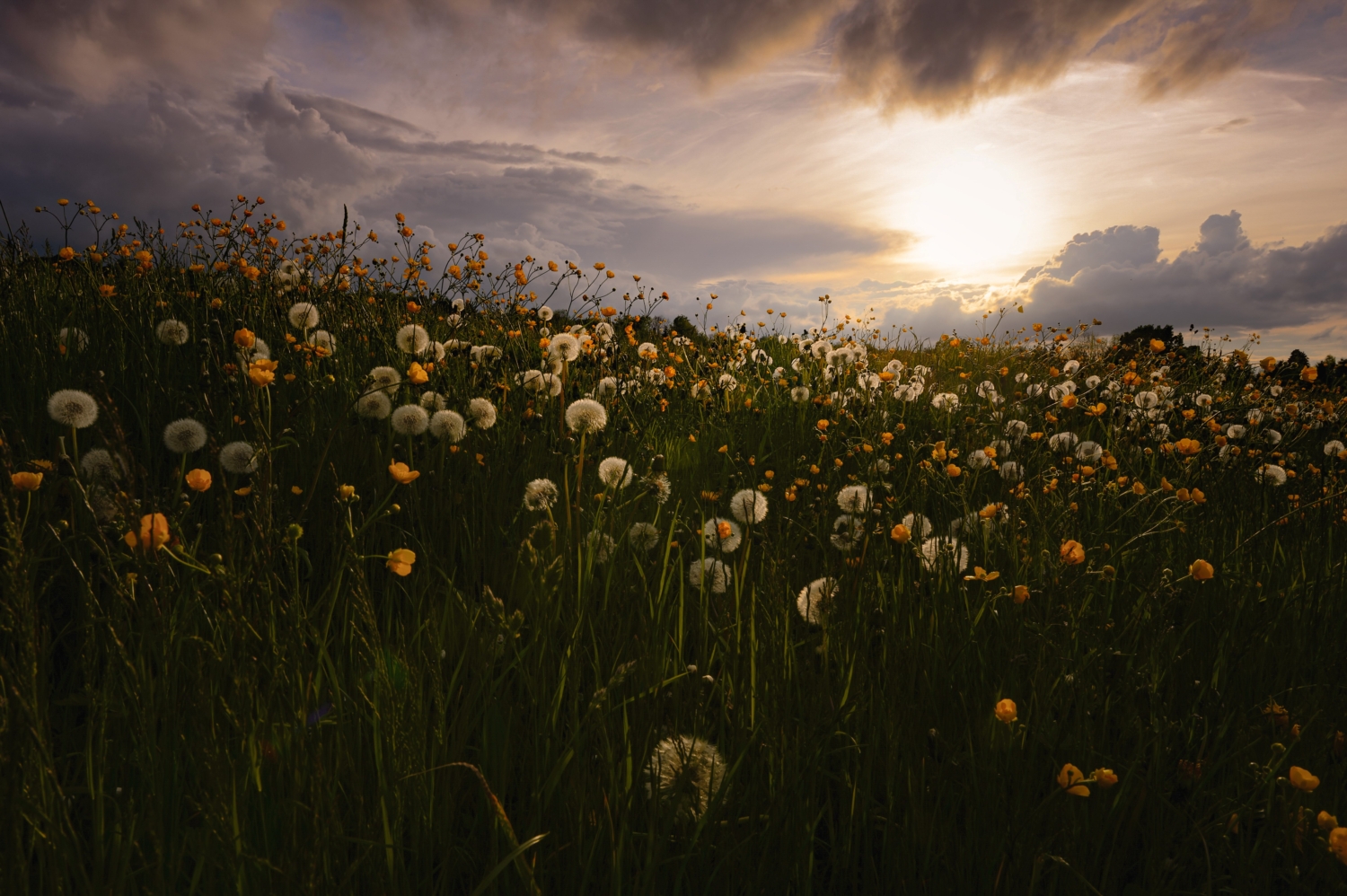 Pusteblumen-Wiese vor düsterem Abendhimmel im Gegenlicht