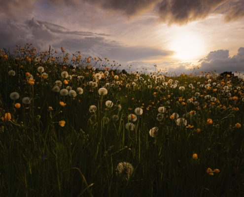 Pusteblumen-Wiese vor düsterem Abendhimmel im Gegenlicht