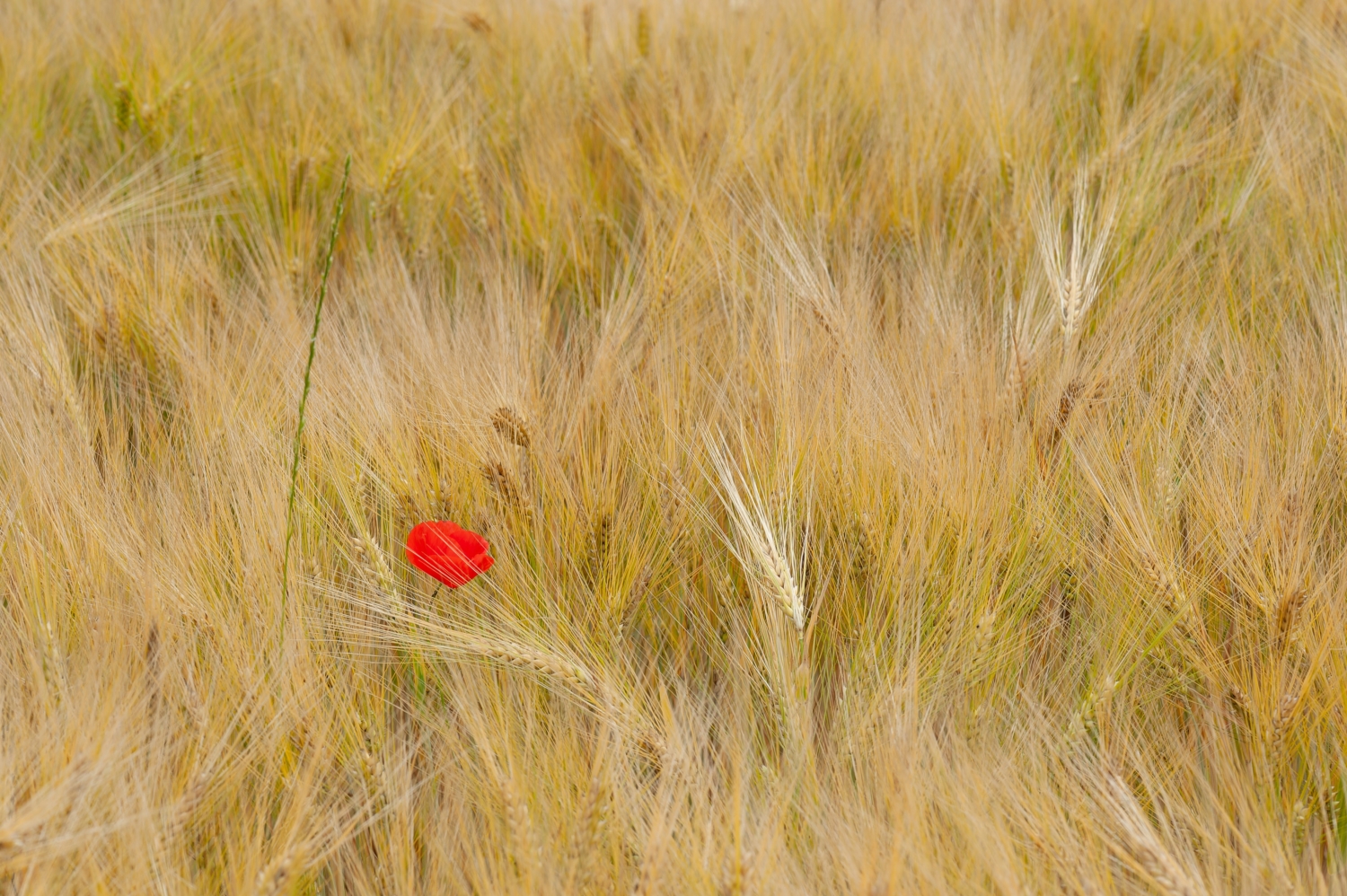 Mohnblumen im Kornfeld, 3. Bild einer Serie
