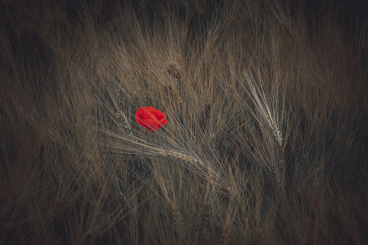 Mohnblumen im Kornfeld, Teil 2 einer Serie