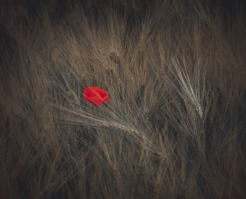 Mohnblumen im Kornfeld, 2. Bild einer Serie