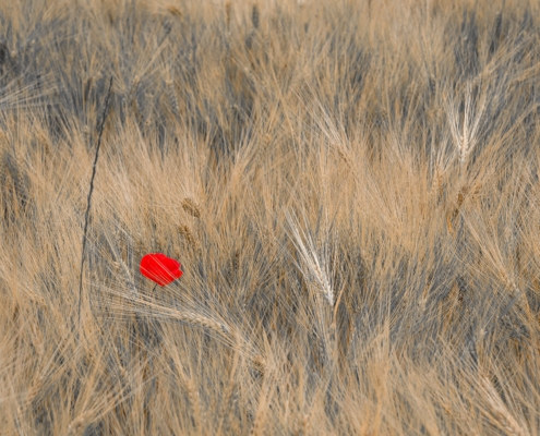 Einzelne Mohnblume im Kornfeld, 1. Bild einer Serie