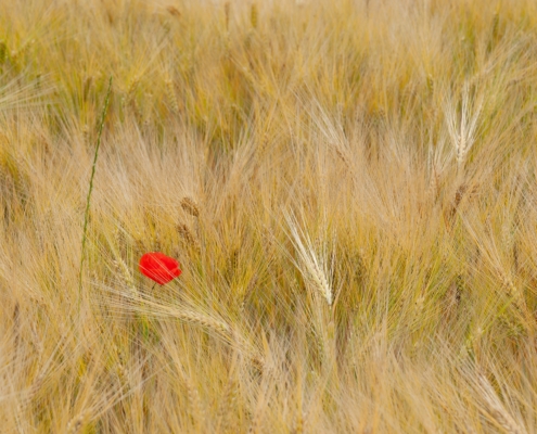 Mohnblumen im Kornfeld, 3. Bild einer Serie