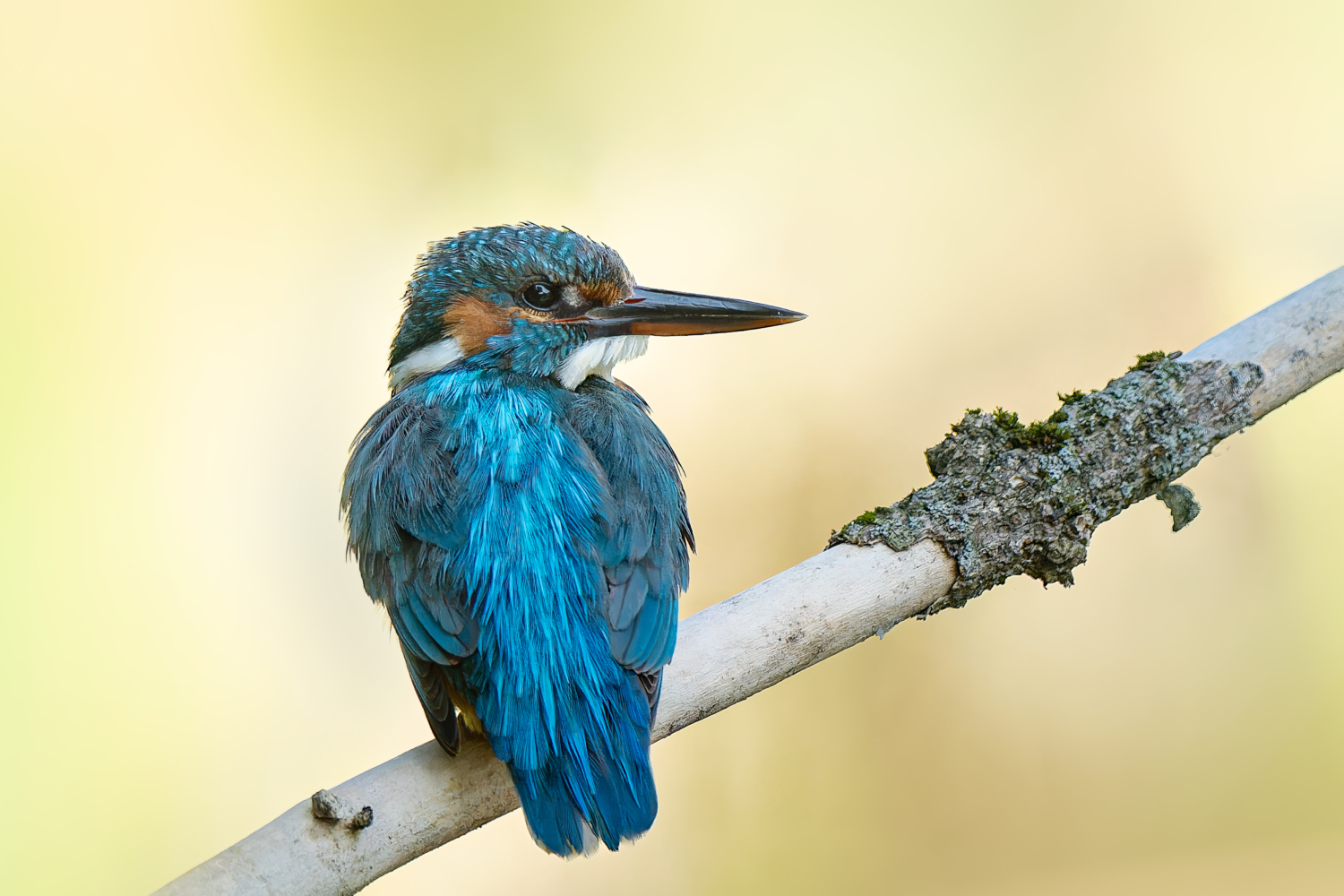 Posierender Eisvogel auf einem Ast vor freigestelltem natürlichem Hintergrund