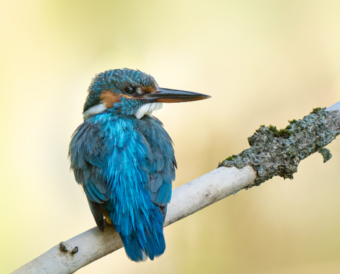 Posierender Eisvogel auf einem Ast vor freigestelltem natürlichem Hintergrund
