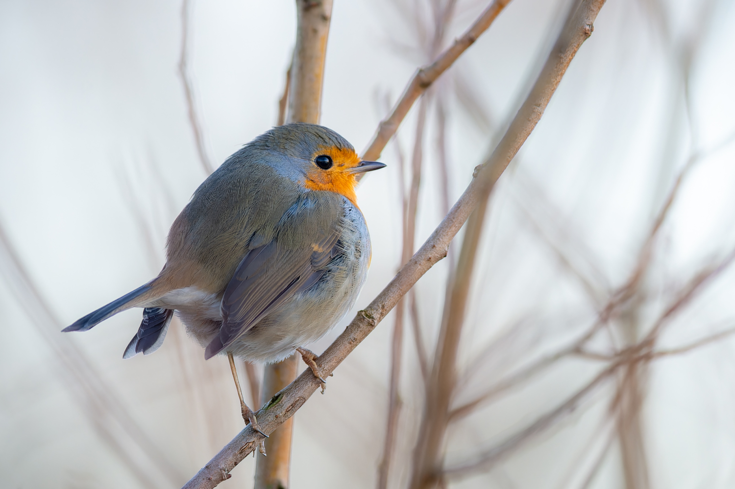 Rotkelchen, sitzend auf einem Zweig