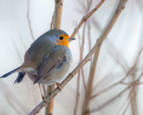 Rotkelchen, sitzend auf einem Zweig