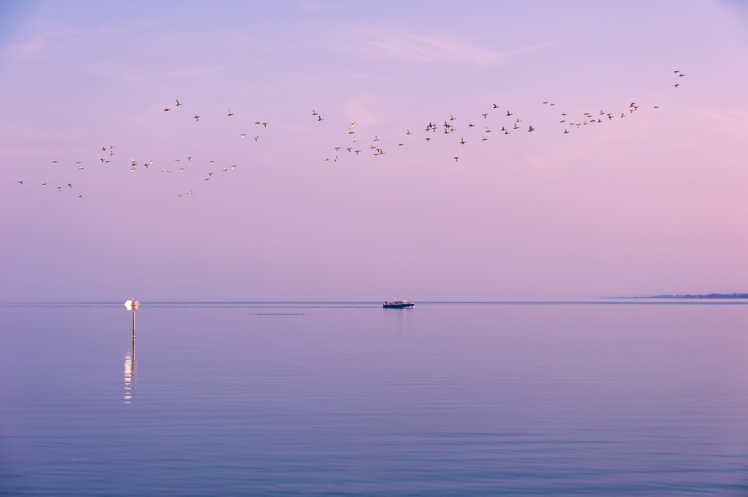 Violetter Himmel und stimmungsvolle Szene am Bodensee, mit Vogelschwarm und Boot