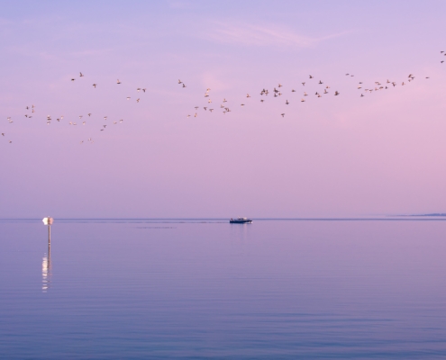 Violetter Himmel und stimmungsvolle Szene am Bodensee, mit Vogelschwarm und Boot