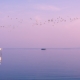 Violetter Himmel und stimmungsvolle Szene am Bodensee, mit Vogelschwarm und Boot