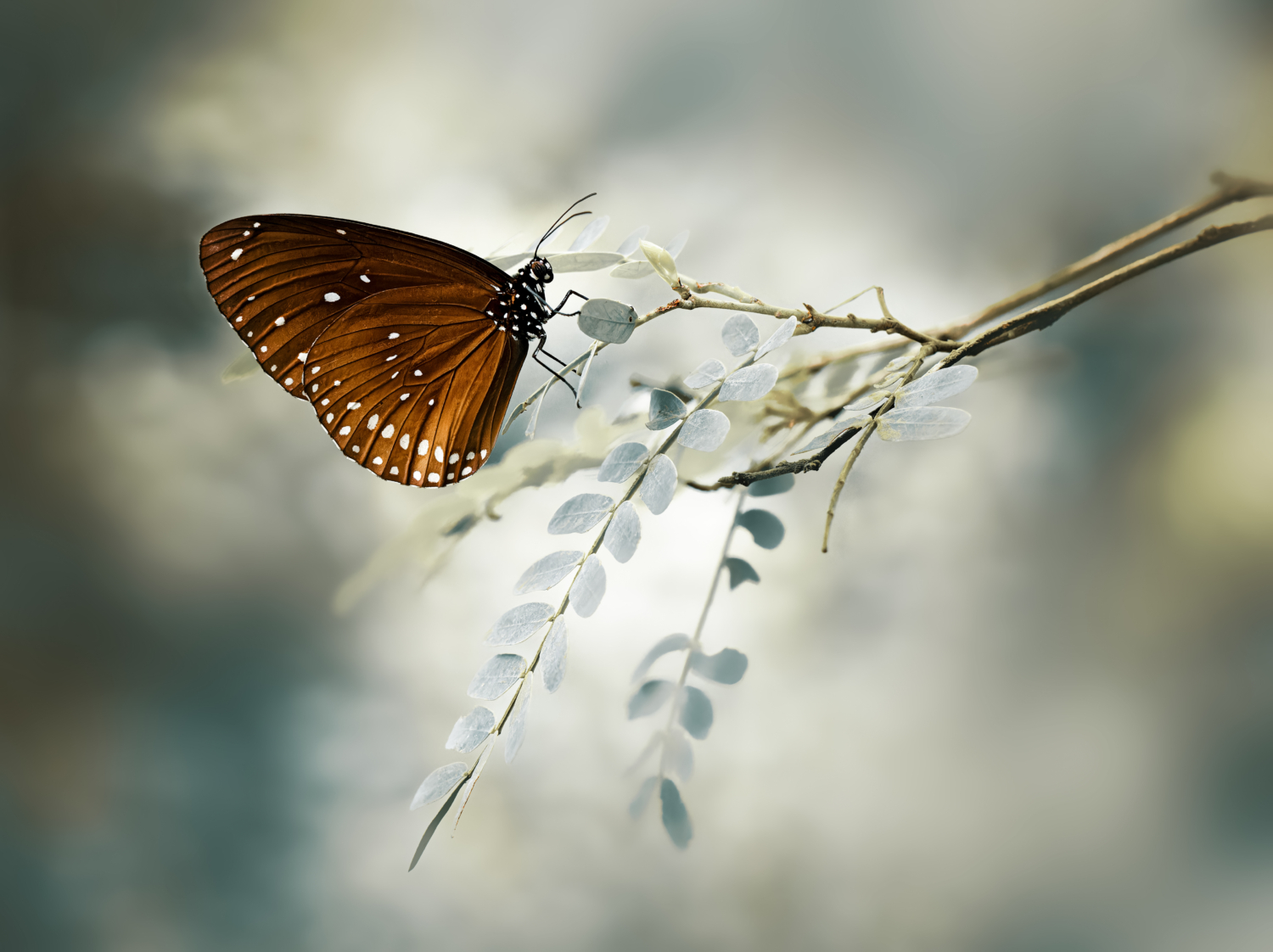 Schmetterling auf einem feinblättrigen Zweig