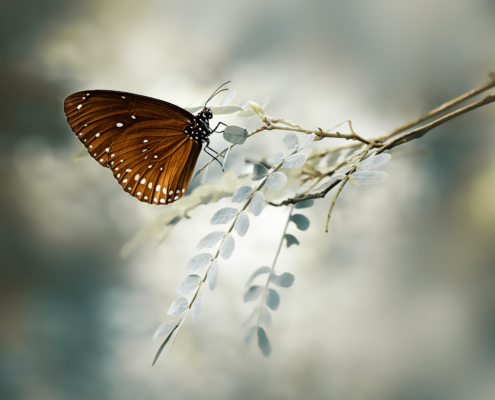 Schmetterling auf einem feinblättrigen Zweig