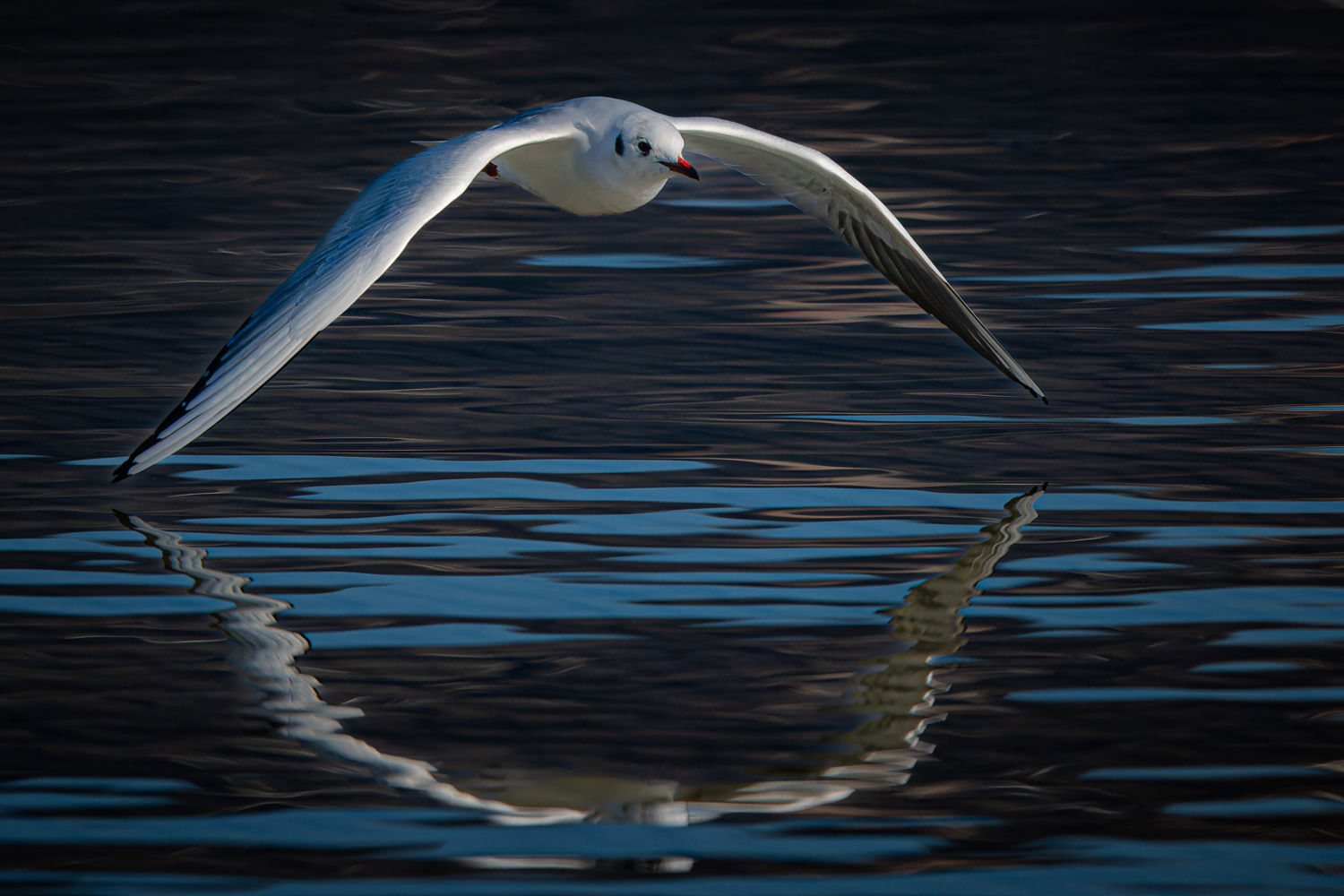 Möwe im Flug über spiegelndem Gewässer, mit ihren Schwingen beinahe die Wasseroberfläche berührend