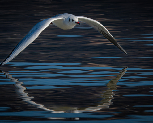 Möwe im Flug über spiegelndem Gewässer, mit ihren Schwingen beinahe die Wasseroberfläche berührend