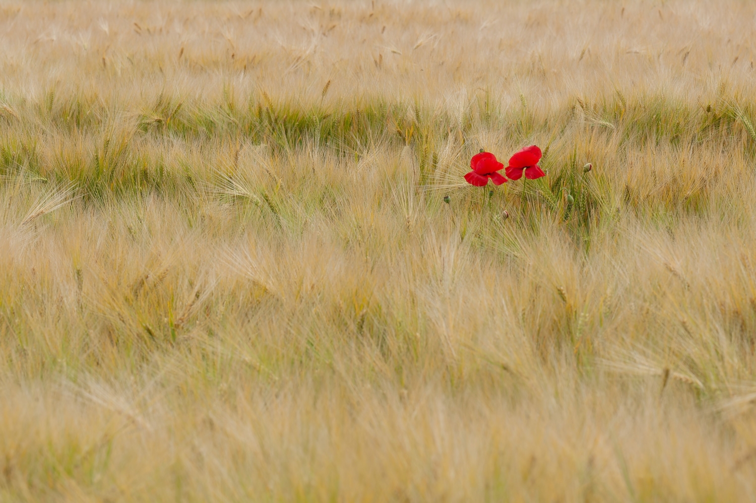 Zwei Mohnblumen als rote Farbtupfer im Kornfeld