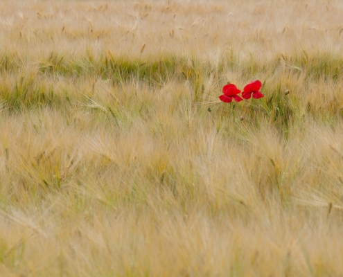 Zwei Mohnblumen als rote Farbtupfer im Kornfeld