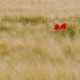 Zwei Mohnblumen als rote Farbtupfer im Kornfeld