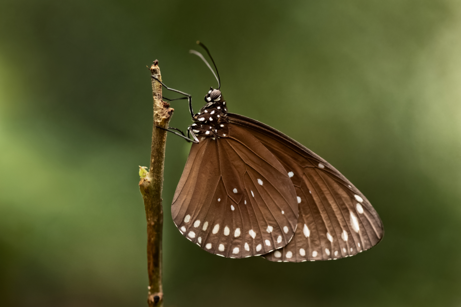 Profilbild eines Schmetterlings mit Freistellung an einem Zweig