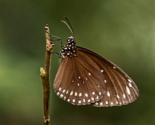 Profilbild eines Schmetterlings mit Freistellung an einem Zweig, 2. Bild einer Serie