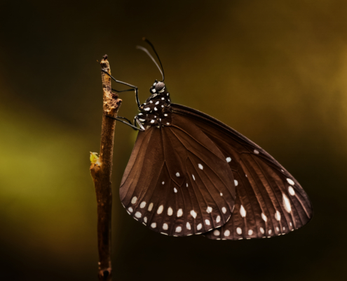 Nahaufnahme eines Schmetterlings im Profil auf einem Zweig, 1. Bild einer Serie