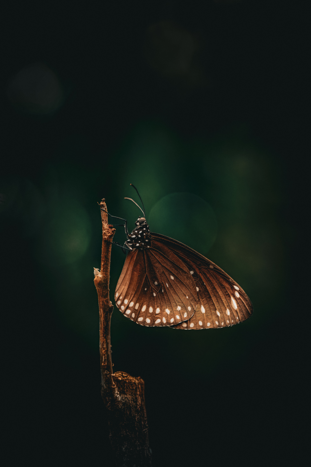 Profilbild eines Schmetterlings an einem Zweig mit Freistellung vor dunklem Hintergrund