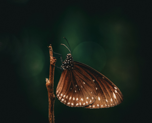 Profilbild eines Schmetterlings an einem Zweig mit Freistellung vor dunklem Hintergrund, 3. Bild einer Serie