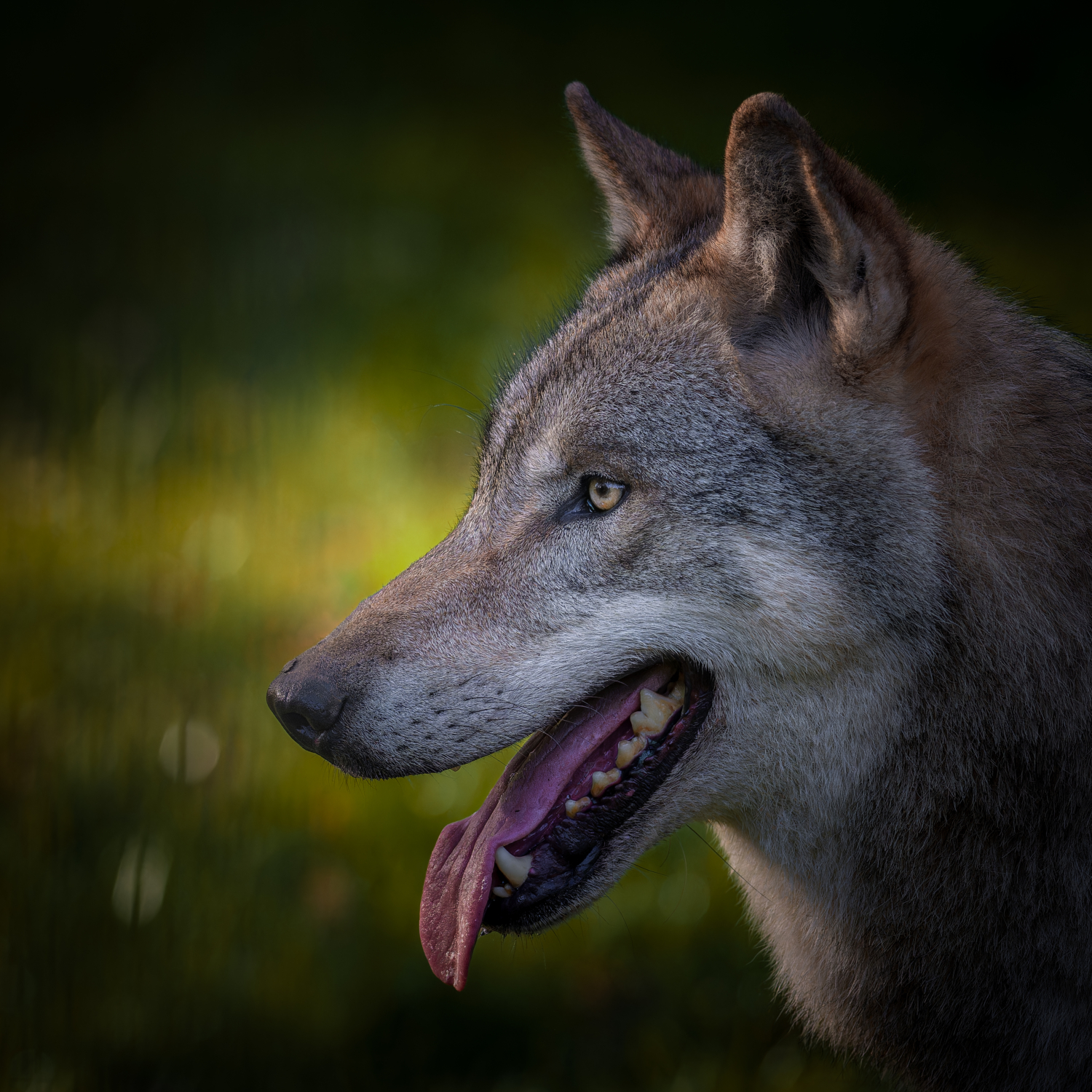 Profilbild eines Wolfs im Zoo Dählhölzli in Bern