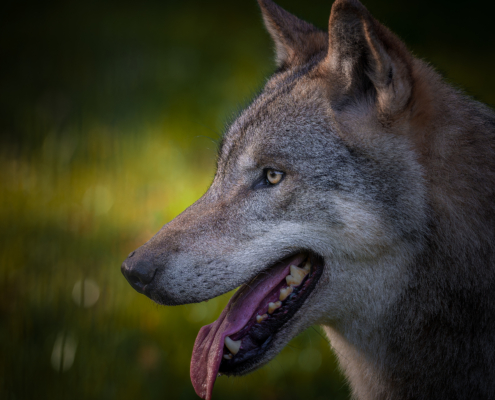 Profilbild eines Wolfs vor freigestelltem, natürlichem Hintergrund, 2. Bild einer Serie