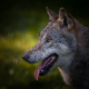 Profilbild eines Wolfs vor freigestelltem, natürlichem Hintergrund, 2. Bild einer Serie