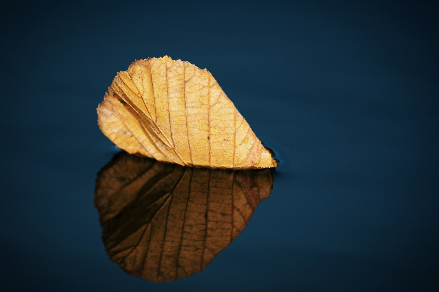 Herbstblatt im Wasser treibend, symmetrisch und in Herzform durch Spiegelung auf der Wasseroberfläche