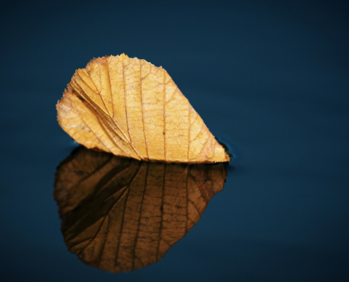 Herbstblatt im Wasser treibend, symmetrisch und in Herzform durch Spiegelung auf der Wasseroberfläche
