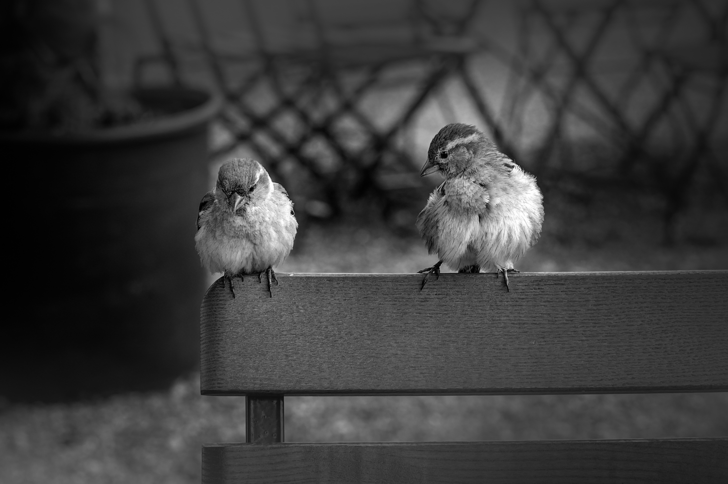 Schwarzweiss-Bild eines Spatzen-Pärchens auf einer Bank