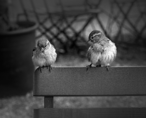 Schwarzweiss-Bild eines Spatzen-Pärchens auf einer Bank