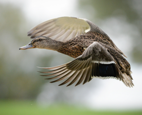 Ente im Flug mit Grashalm auf dem Schnabel