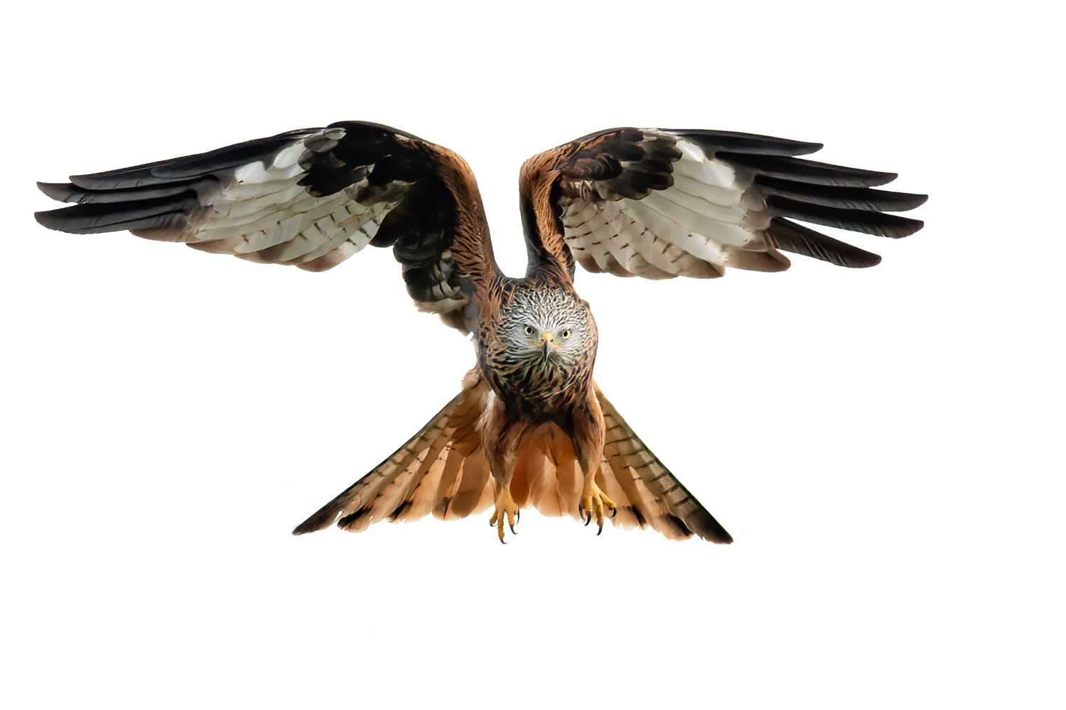 Rotmilan mit ausgebreiteten Schwingen, komplett freigestellt