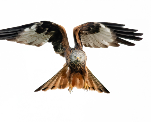 Rotmilan mit ausgebreiteten Schwingen, komplett freigestellt