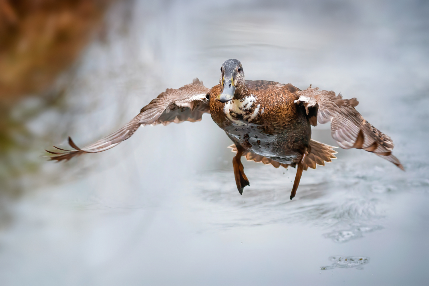 Ente im Flug mit ausgebreiteten Flügeln