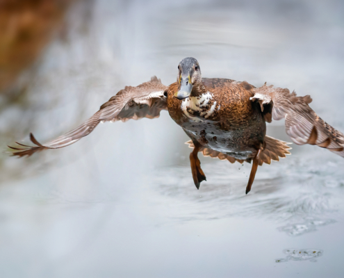 Ente im Flug mit ausgebreiteten Flügeln