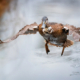 Ente im Flug mit ausgebreiteten Flügeln