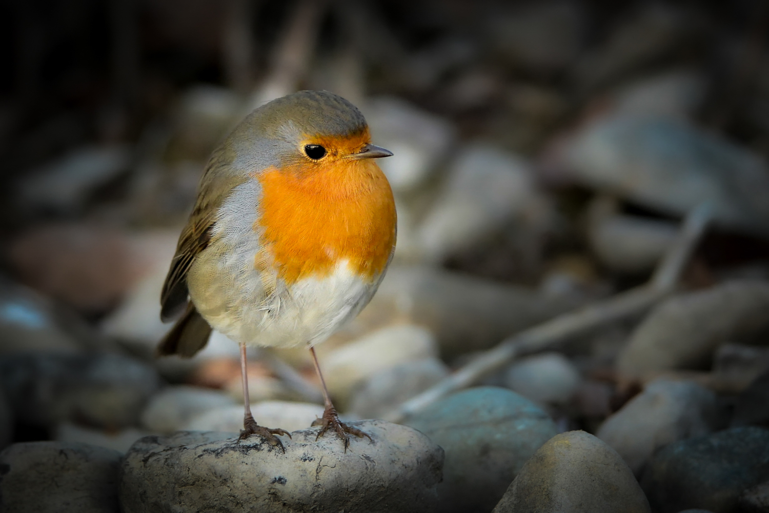 Rotkehlchen im leichten Halbprofil, vor unscharfem Hintergrund