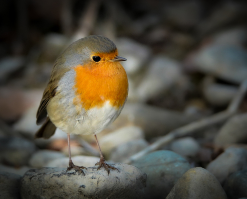 Rotkehlchen im leichten Halbprofil, vor unscharfem Hintergrund