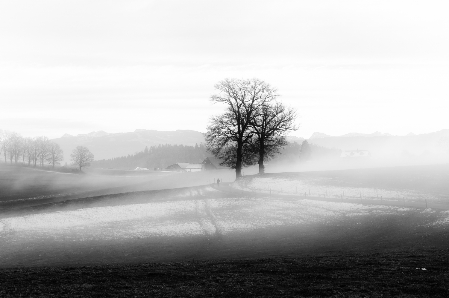 Schwarzweiss-Landschaft mit kahlem Baum im Nebel, Wintermorgen in der Schweiz