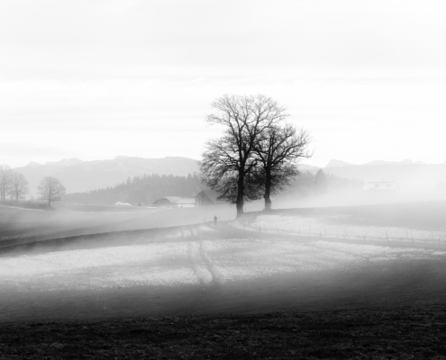 Schwarzweiss-Landschaft mit kahlem Baum im Nebel, Wintermorgen in der Schweiz